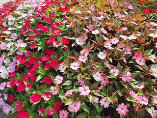 Impatiens bushes with multi-colored flowers bloom in a city flowerbed.