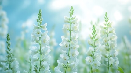 Fototapeta premium Delicate White Flowers in a Soft Focus Field