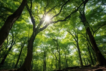 Fototapeta premium Forest green tree vegetation.