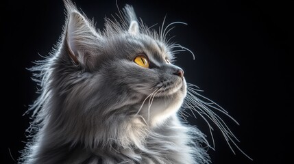 A ruffled cat in caricature style illuminated from behind against a black background, showcasing its expressive features and vibrant colors