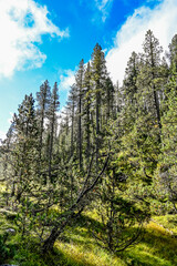 Fototapeta premium Ofenpass, Wanderweg, Saumpfad, Champlönch, Alp Champlönch, Moor, Nadelwald, Bergföhre, Fichte, Lärche, Nationalpark, Schweizer Berge, Alpen, Graubünden, Herbst, Herbstfarben, Schweiz