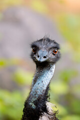 close up of an ostrich looking forward