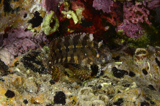 The tompot blenny (Parablennius gattorugine) is a medium-sized blenny...&Ccedil;anakkale, Turkey.
