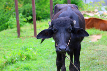 A curious buffalo gazes calmly in a lush green pasture, capturing the essence of rural life in...