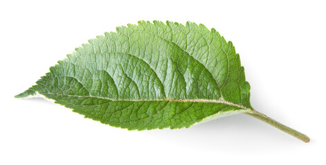 apple green leaf isolated on white background. clipping path