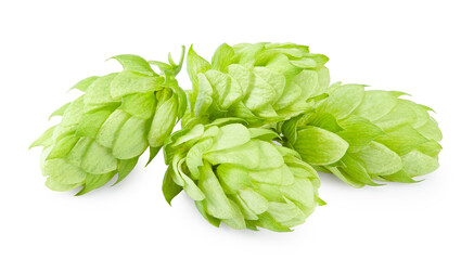 Hop cones isolated on white background. Beer brewery concept. clipping path