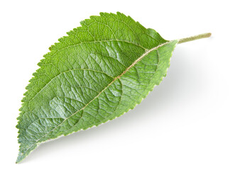 Fototapeta premium apple green leaf isolated on white background. clipping path