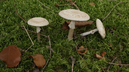 Pilze gefährlich, ungefährlich?