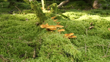 Pilze im Wald