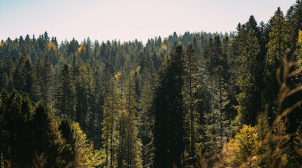 A breathtakingly serene view of a lush, dense forest showcasing vibrant green foliage and towering trees all around