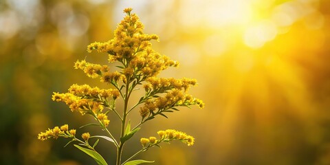 Obraz premium Silhouette of European goldenrod flower