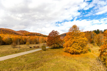 Aerial view of grazing horses in the mountain near asphalt road in autumn time