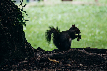 A black squirrel is perched comfortably on a tree trunk, enjoying a nut