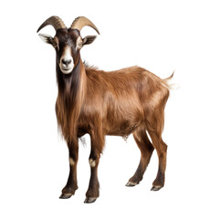 cute goat isolated on white
