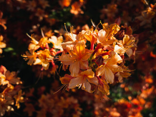 Orange flowers in the garden