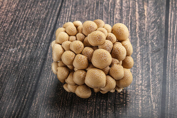 Raw asiam delicacy mushroom Shimeji