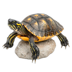Obraz premium Yellow bellied slider turtle on rock isolated transparent background