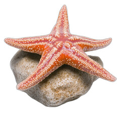 Red Starfish on Rock Isolated Ocean Life Sea Star Marine Animal Tropical Seashell Beach Coastal
