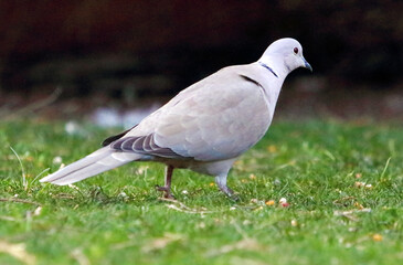A Eurasian collared dove walks in the grass. Streptopelia decaocto