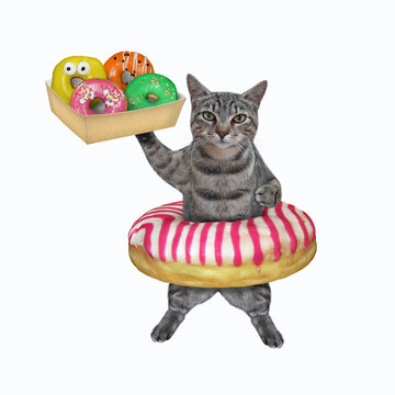 Cat gray holding box of colorful donuts