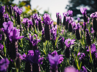 Obraz premium Lavender flowers in the garden