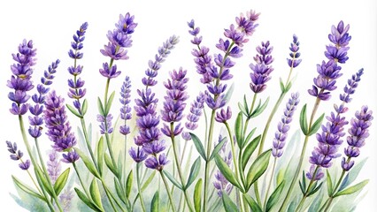 Naklejka premium Watercolor lavender flower clipart with a floral Provence design, featuring forced perspective.