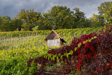 Vineyard in the fall near Stuttgart, Germany.  Taken in the evening sun..