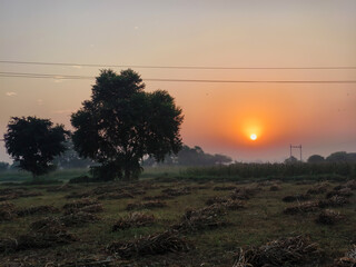 Sunset on the field with trees and electricity poles in the background