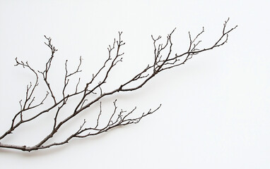 Fototapeta premium A wooden branch