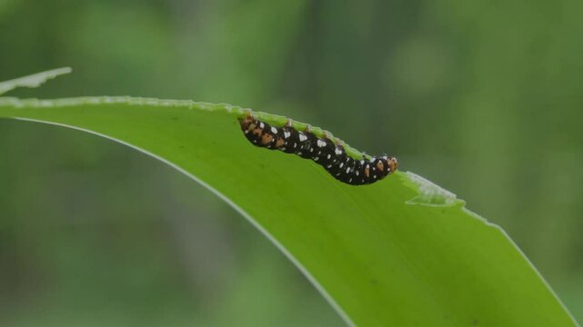 Polytela gloriosae or Indian Lily Moth eating leaf video at 30 fps