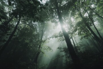 Fototapeta premium misty morning in the deep forest 