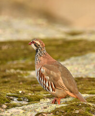 perdiz roja der campo en otoño