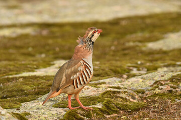 perdiz roja der campo en otoño