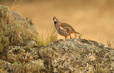 perdiz roja der campo en otoño