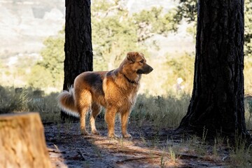 Brown dog stands alert in a sunlit forest clearing, surrounded by tall trees and greenery.