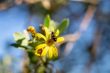 Vibrant yellow flower with a blister beetle on it, set against a blurred natural background.