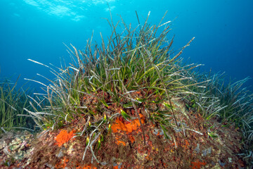 Neptune seagrass, Posidonia oceanica on top of  coralligenous habitat, Bastia Corsica France.