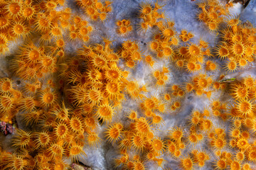 Yellow cluster anemones, Parazoanthus axinellae, Bastia Corsica France