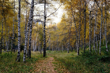 Fototapeta premium Autumn birch forest with golden leaves, sunlit path through white tree trunks, seasonal landscape