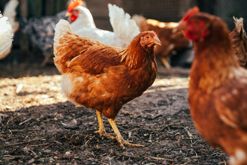Brown hen wandering in a sunny farmyard among other chickens on a warm afternoon