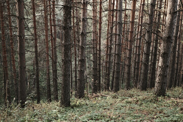 Dense pine forest interior with mysterious atmosphere, natural woodland pattern with filtered light