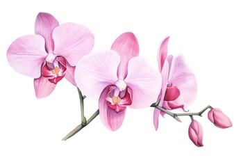 Obraz premium Orchid blossom flower plant.
