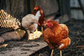 Brown hen wandering in a sunny farmyard among other chickens on a warm afternoon