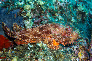 Scorpionfish, Scorpaena scrofa, Bastia Corsica France
