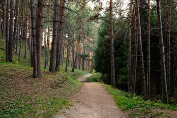 Obraz premium Winding dirt path through tall pine forest, evening sunlight filtering through trees, peaceful hiking trail