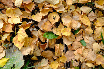 Carpet of fallen autumn leaves in golden hues, close-up nature texture background