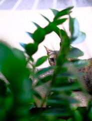 Obraz premium Candid photo of a feral cat's eyes interspersed between blurry leaves foreground