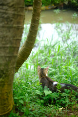 Candid photo of a gray feral cute cat looking towards the river. Foreground and background blur