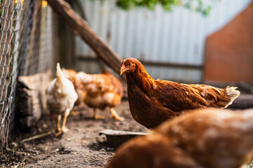 Brown hen wandering in a sunny farmyard among other chickens on a warm afternoon