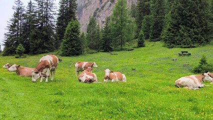 Herd of cows resting in a lush alpine meadow filled with yellow wildflowers, surrounded by pine trees in South Tyrol, Italy